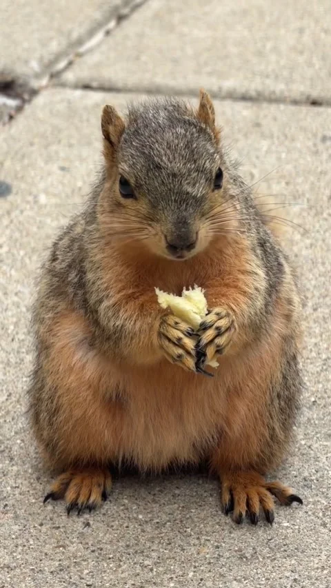 A cute, chubby squirrel sitting on a concrete sidewalk eating a snack Видео 335491614
