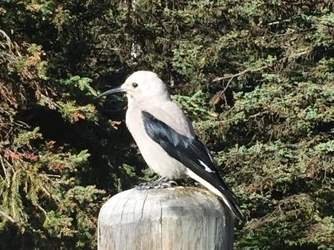 Cute Clark's nutcracker bird standing on wood in a forest Stock Photos
