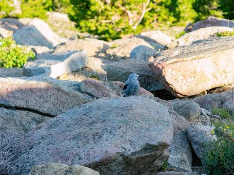 Cute Clark's nutcracker standing on a rock Stock Photos