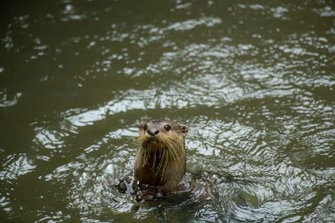 Cute close up portrait of an Asian or Oriental small clawed otter Stock Photos