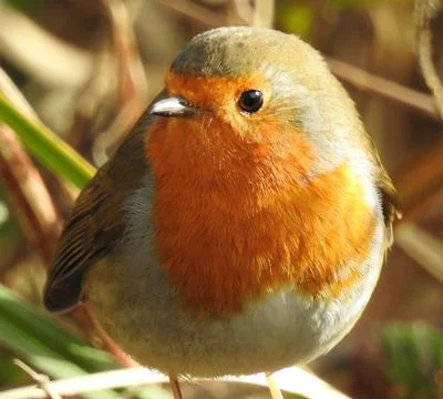 Cute close-up of a robin Stock Photos