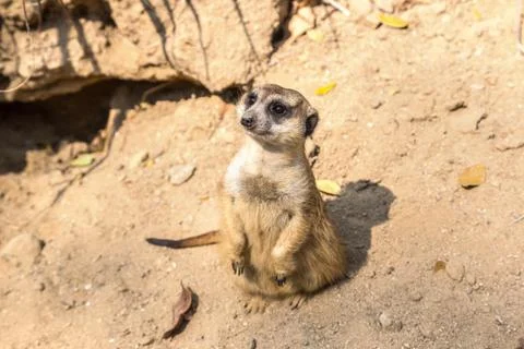 Cute close up surikat Foto stock