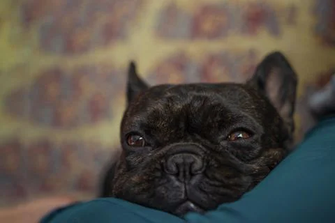 Cute closeup full frontal image of a sleeping french bulldog dreaming on a le Photos