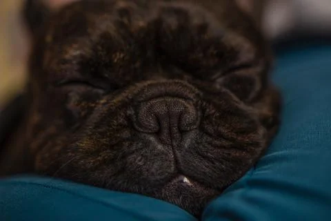 Cute closeup full frontal image of a sleeping french bulldog dreaming on a le Photos