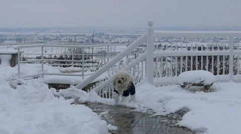Cute Clumsy Dog Falls Face Down In The Snow And Keeps Running - Dog Playing Stock Footage 46833767