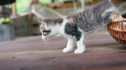 Cute clumsy kitten taking its first steps Stock Footage 280300492