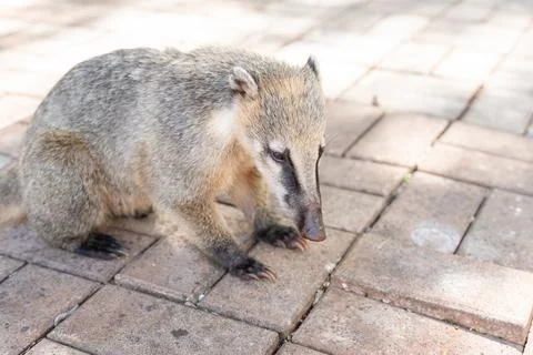 A cute Coati Stock Photos