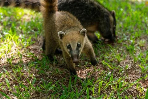 A cute Coati Stock Photos