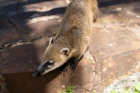 A cute Coati Stock Photos