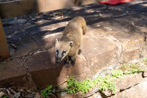 A cute Coati Stock Photos