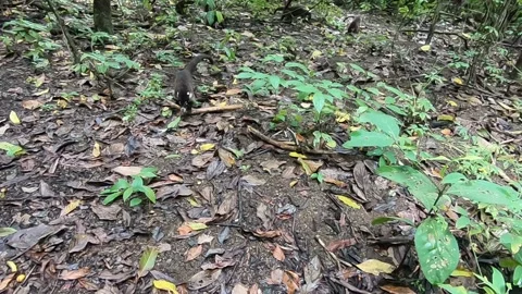 A cute Coati running towards the camera Stock Footage 136405368