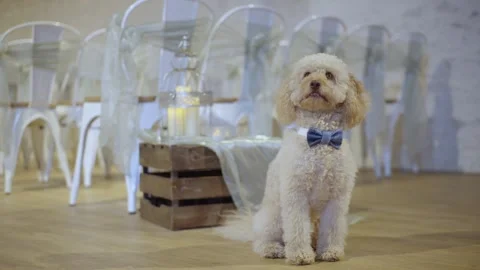 Cute Cockapoo in Bow Tie Awaits Wedding Ceremony as Ring Bearer Stock Footage 276835789