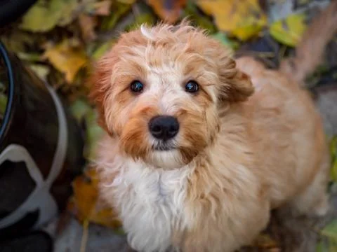 Cute cockapoo close up, looking at camera Stock Photos