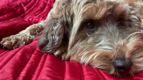 Cute Cockapoo Cockerpoo Dog close up 2 Stock Footage 151749561