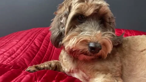 Cute Cockapoo Cockerpoo Dog close up 4 Stock Footage 151749656