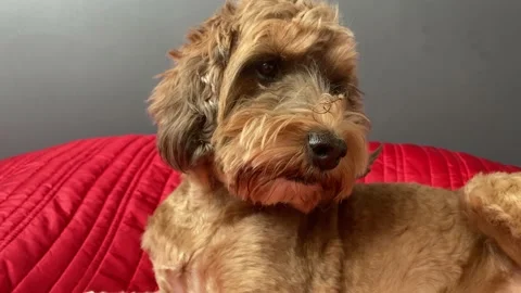 Cute Cockapoo Cockerpoo Dog close up 1 Stock Footage 151749664