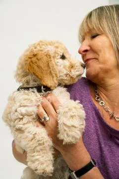 A cute Cockapoo puppy is cuddled by her lady owner. Stock Photos