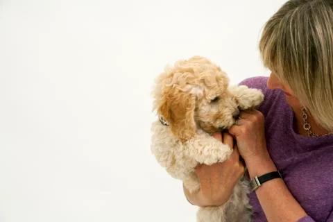 A cute Cockapoo puppy is cuddled by her lady owner. Foto stock