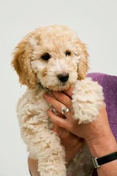 A cute Cockapoo puppy is cuddled by her lady owner. Stock Photos
