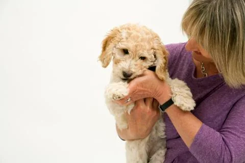 A cute Cockapoo puppy is cuddled by her lady owner. Stock Photos