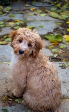 Cute cockapoo puppy looking at camera portrait Stock-Fotos