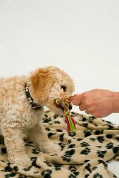 A cute Cockapoo puppy on a white background Stock Photos