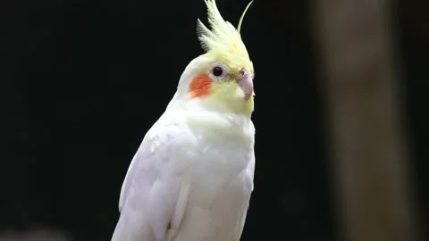 Cute Cockatiel Posing Stock Footage 230574351