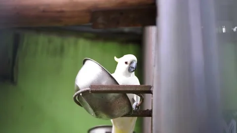 The cute cockatoo Video stock 229822013