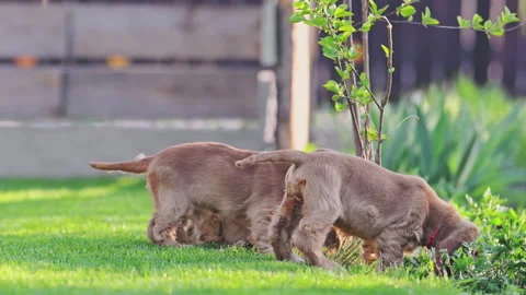 Cute cocker puppies chasing each other in the garden. Stock Footage 317194290