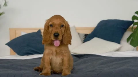 Cute Cocker Spaniel dog on bed at home. Warm and cozy winter Stock Footage 158915031