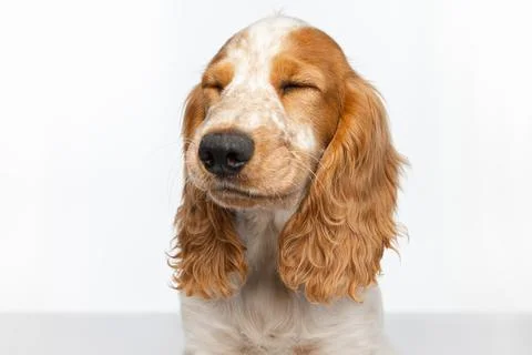 Cute Cocker Spaniel dog with closed eyes isolated over white background. Close Fotos Stock