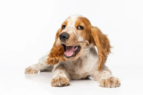 Cute Cocker Spaniel dog lying and yawning isolated over white background. Fotos Stock
