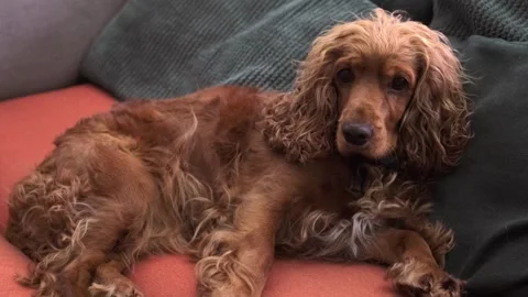 Cute cocker spaniel dog relaxing on a comfortable couch at home Video stock 336544655