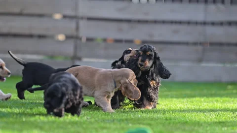 Cute cocker spaniel puppies enjoying garden fun Stock Footage 325993951