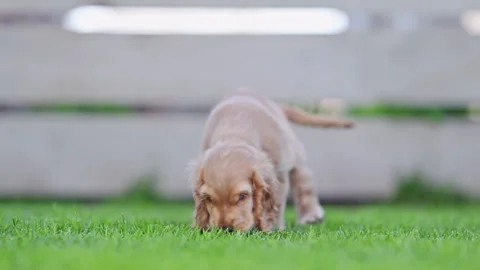 Cute cocker spaniel puppies playing on green grass in slow motion. Stock Footage 315697887