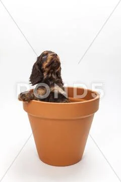 Cute Cocker Spaniel Puppy Dog Looking Up in Flower Pot Stock Photos
