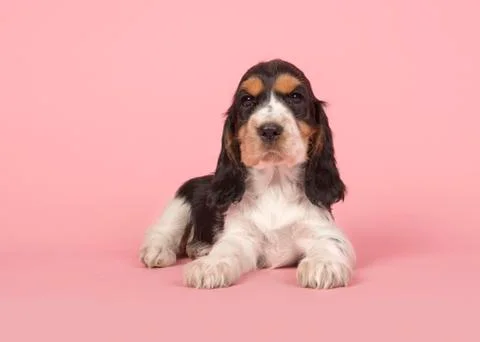Cute cocker spaniel puppy lying down on a pink background Stock Photos