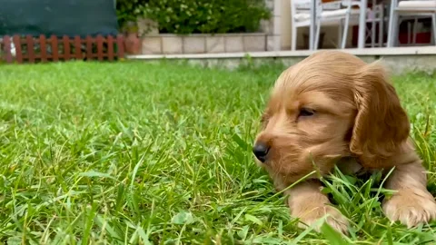 Cute Cocker Spaniel puppy playing in the grass, slow motion 4K Stock Footage 142585924