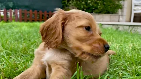 Cute Cocker Spaniel puppy playing in the grass, slow motion 4k Stock Footage 142585954