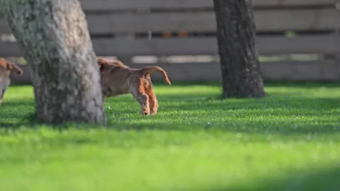 Cute cocker spaniel puppy running through grass with other dogs in sunny garden Stock Footage 334460324