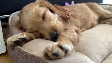 Cute Cocker Spaniel puppy sleeping in doggy bed 4K Stock Footage 142585406