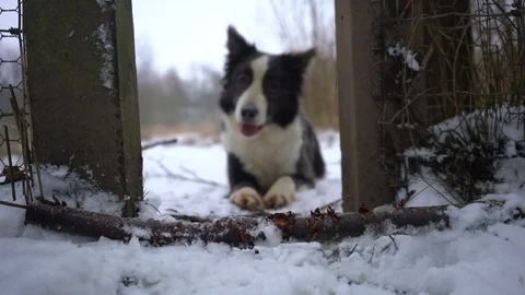 Cute Collie dog trying to get a big stick through a stile, 4k, UK Stock-Footage 86607164