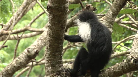 Cute Colobus Monkey Climbs Scratches themselves and Climbs Down from Tree Stock Footage 138145144