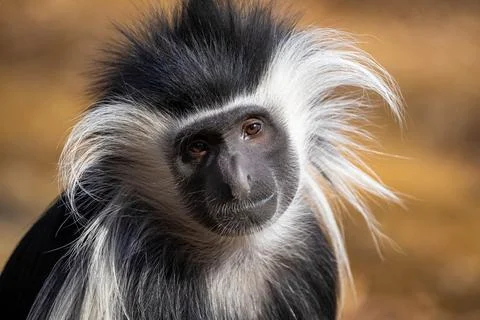 Cute colobus monkey head close up portrait Stock Photos