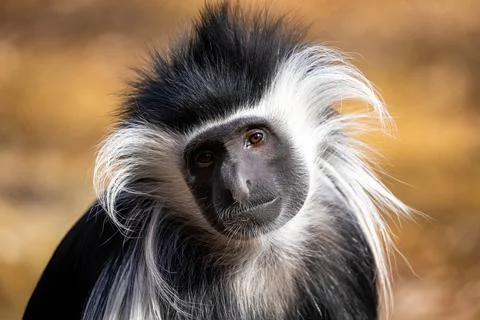 Cute colobus monkey head close up portrait Stock Photos