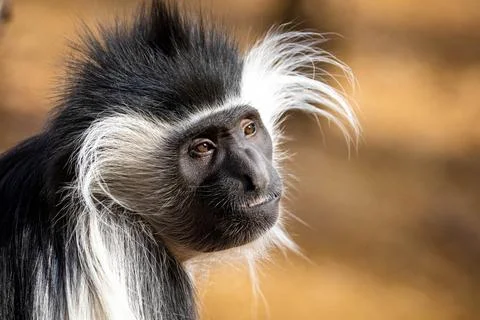 Cute colobus monkey head close up portrait Stock Photos