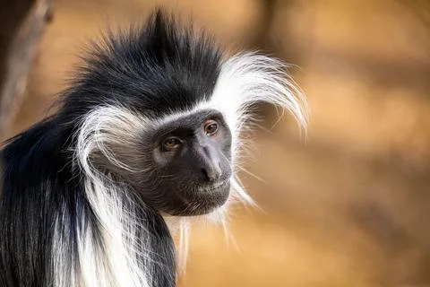 Cute colobus monkey head close up portrait Stock Photos