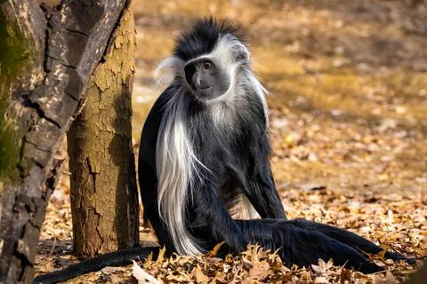 Cute colobus monkey sitting under tree portrait Stock Photos