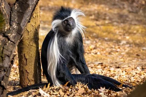 Cute colobus monkey sitting under tree portrait Stock Photos