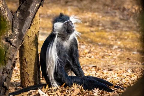 Cute colobus monkey sitting under tree portrait Stock Photos